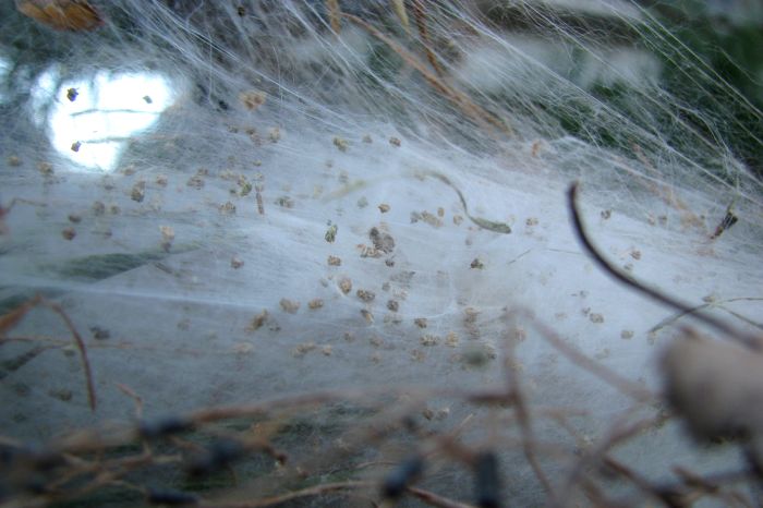 Processionaria del pino - Alta Valtellina